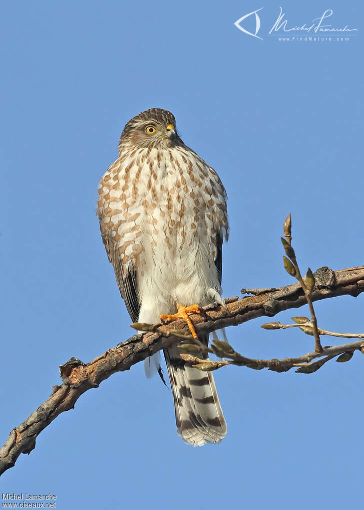 Sharp-shinned Hawkjuvenile, identification