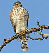 Sharp-shinned Hawk