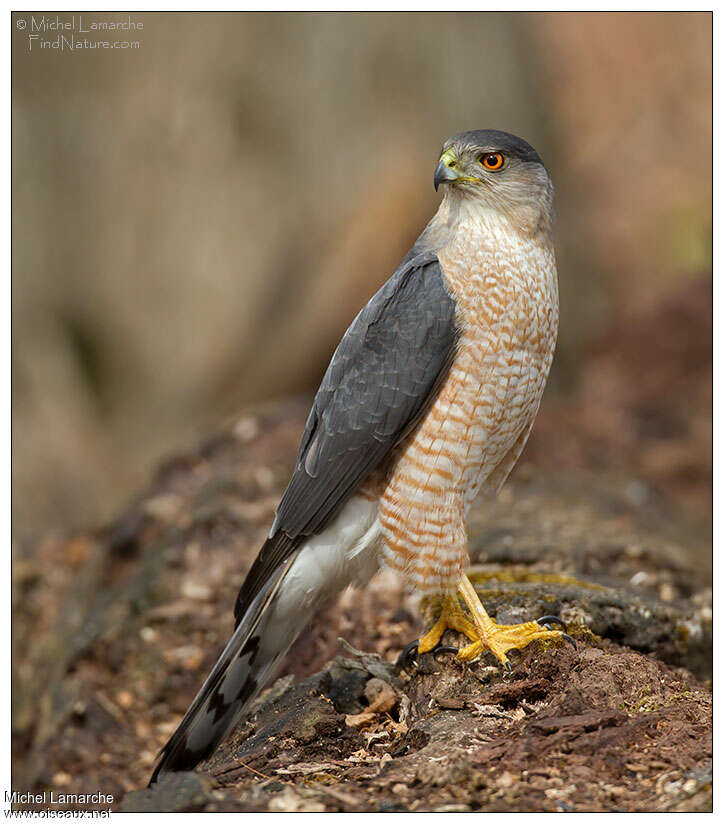 Cooper's Hawkadult, identification