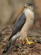 Cooper's Hawk