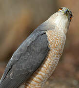 Cooper's Hawk