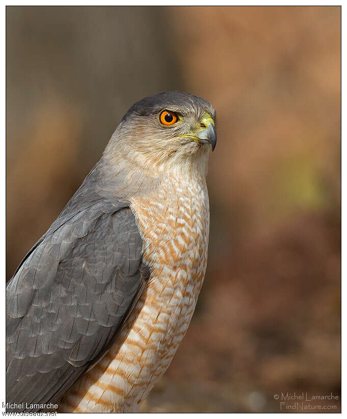 Cooper's Hawkadult, close-up portrait