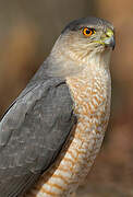 Cooper's Hawk