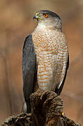 Cooper's Hawk