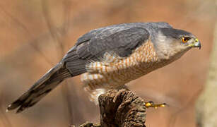 Cooper's Hawk