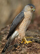 Cooper's Hawk