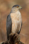 Cooper's Hawk