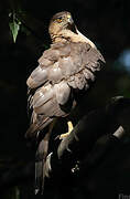 Cooper's Hawk