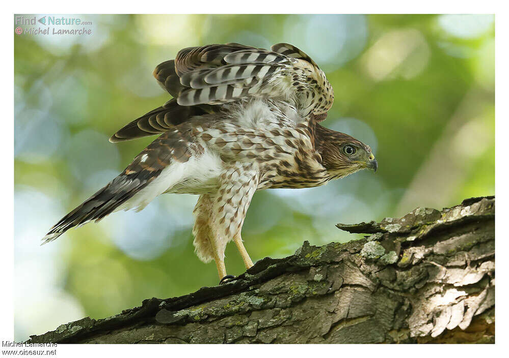 Cooper's Hawkjuvenile, identification