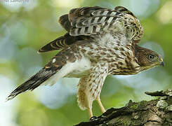 Cooper's Hawk