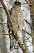 Cooper's Hawk