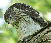 Cooper's Hawk