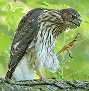 Cooper's Hawk