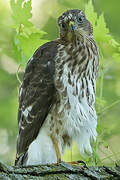 Cooper's Hawk