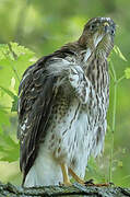 Cooper's Hawk