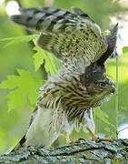 Cooper's Hawk