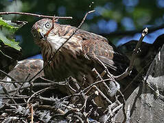 Cooper's Hawk