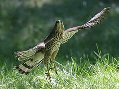 Cooper's Hawk