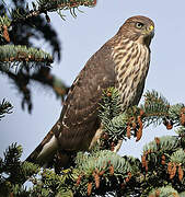 Cooper's Hawk