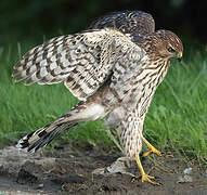 Cooper's Hawk