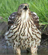 Cooper's Hawk