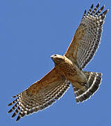 Cooper's Hawk