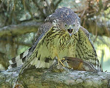 Cooper's Hawk