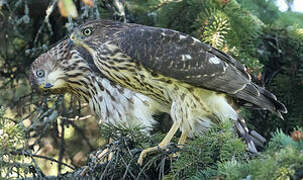 Cooper's Hawk