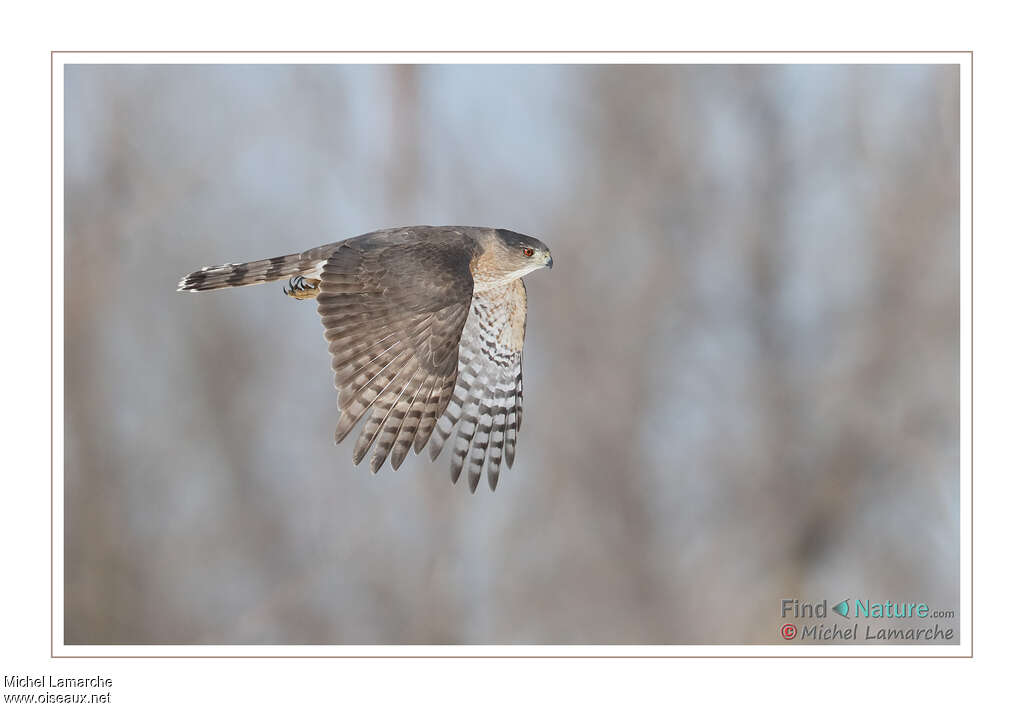 Cooper's Hawk male adult, pigmentation, Flight