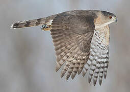 Cooper's Hawk