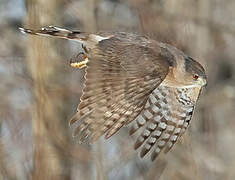 Cooper's Hawk