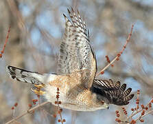 Cooper's Hawk