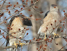 Cooper's Hawk