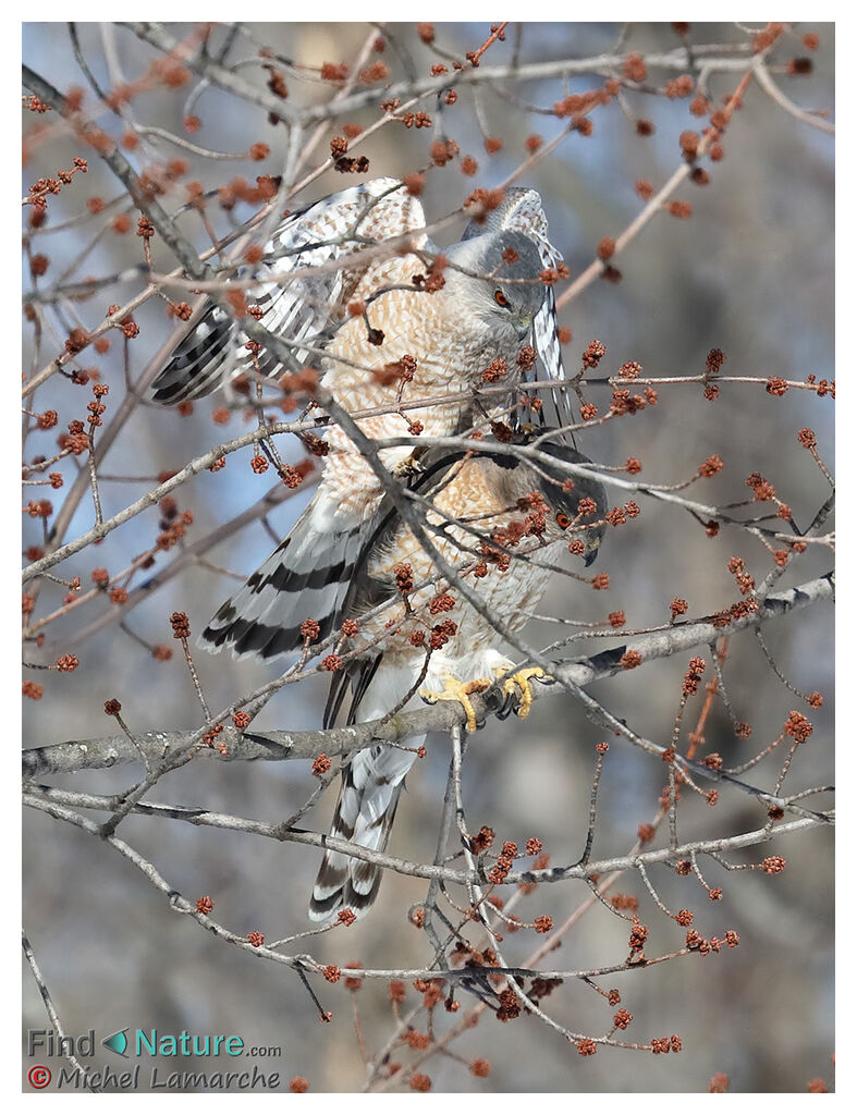 Cooper's Hawk, mating.