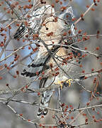 Cooper's Hawk