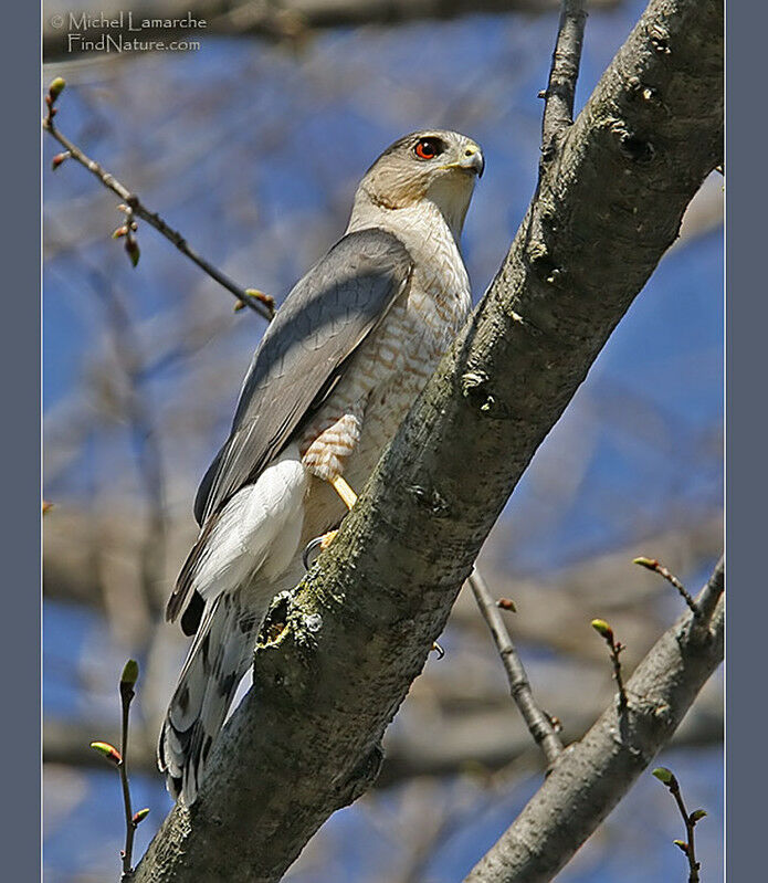 Cooper's Hawkadult