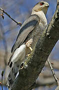 Cooper's Hawk