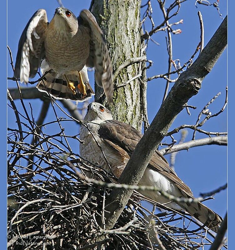 Cooper's Hawkadult