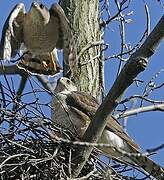 Cooper's Hawk