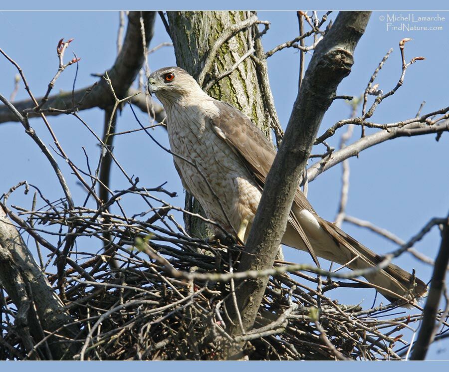 Cooper's Hawkadult