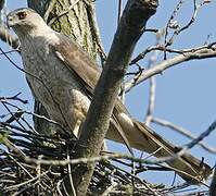 Cooper's Hawk