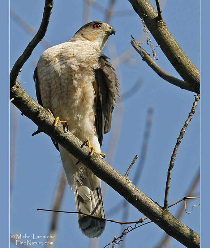 Cooper's Hawkadult