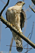 Cooper's Hawk