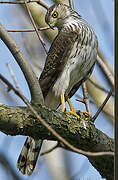 Cooper's Hawk