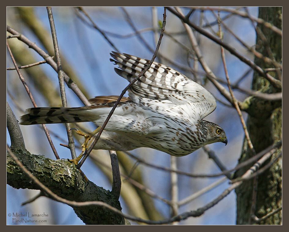 Cooper's Hawkjuvenile