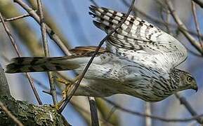 Cooper's Hawk