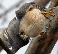 Cooper's Hawk