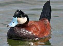 Ruddy Duck