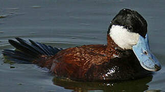 Ruddy Duck