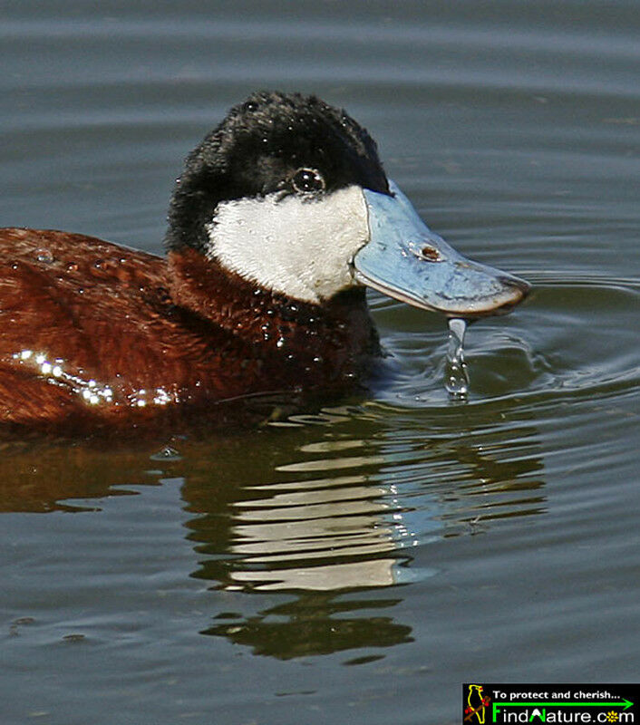 Ruddy Duck male adult breeding